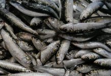 GNR apreendeu mais de uma tonelada de sardinha em Matosinhos. Não podendo ser vendida, foi doada a instituições de solidariedade