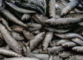 GNR apreendeu mais de uma tonelada de sardinha em Matosinhos. Não podendo ser vendida, foi doada a instituições de solidariedade