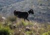Ataque de “cães vadios” mata rebanho de cabras em exploração de Viana do Castelo