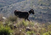 Ataque de “cães vadios” mata rebanho de cabras em exploração de Viana do Castelo