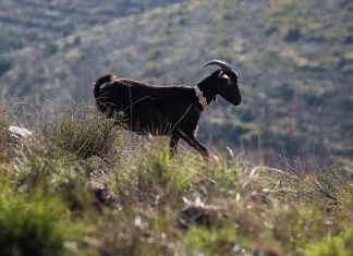 Ataque de “cães vadios” mata rebanho de cabras em exploração de Viana do Castelo
