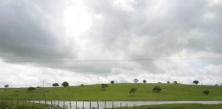 Governo dos Açores cria grupo de trabalho para elaborar Plano de Desenvolvimento das Pastagens e Forragens Sustentáveis
