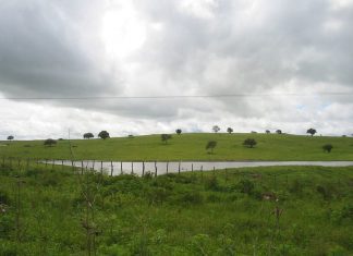Governo dos Açores cria grupo de trabalho para elaborar Plano de Desenvolvimento das Pastagens e Forragens Sustentáveis
