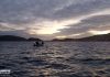 Segunda prova de Pesca Desportiva de Barco decorre na manhã de domingo