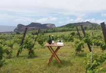 Sustentabilidade e inovação – Adega do Vulcão aposta na produção de vinhos brancos no Faial e Pico