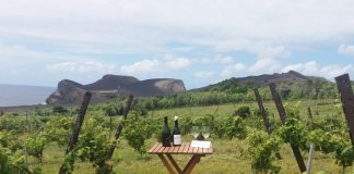 Sustentabilidade e inovação – Adega do Vulcão aposta na produção de vinhos brancos no Faial e Pico