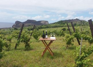 Sustentabilidade e inovação – Adega do Vulcão aposta na produção de vinhos brancos no Faial e Pico