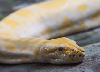 Cobra pitão albina de quatro metros capturada na serra algarvia