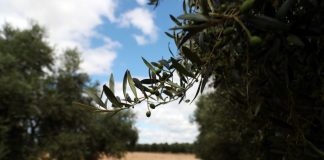 Covid-19: Governo apela ao trabalho agroalimentar para garantir abastecimento