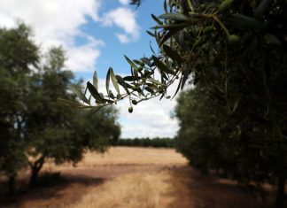 Covid-19: Governo apela ao trabalho agroalimentar para garantir abastecimento