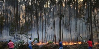 CSM e Ordem dos Advogados desfavoráveis a projeto do Chega sobre incendiários