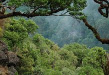 Clima: Florestas estão a perder capacidade de retirar dióxido de carbono da atmosfera