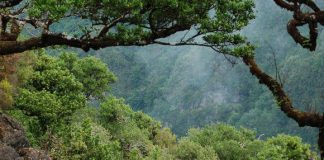 Clima: Florestas estão a perder capacidade de retirar dióxido de carbono da atmosfera