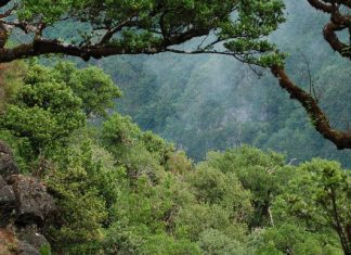 Clima: Florestas estão a perder capacidade de retirar dióxido de carbono da atmosfera