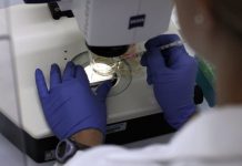 Covid-19: “Estamos todos na mesma batalha”. Cientistas pedem disponibilização “urgente” de dados dos doentes