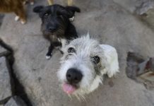Covid-19: Campanha de vacinação da raiva suspensa temporariamente