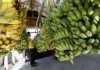 Cientistas da Universidade de Aveiro descobrem que cascas de banana limpam águas
