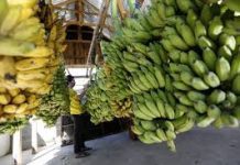 Cientistas da Universidade de Aveiro descobrem que cascas de banana limpam águas