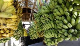 Cientistas da Universidade de Aveiro descobrem que cascas de banana limpam águas