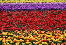 Produtores de flores vivem drama e perdem mais de dois milhões de euros por dia