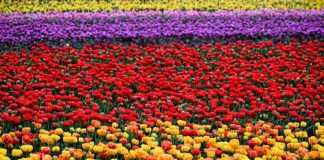 Produtores de flores vivem drama e perdem mais de dois milhões de euros por dia