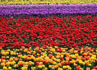 Produtores de flores vivem drama e perdem mais de dois milhões de euros por dia