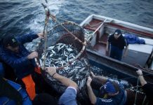 Governo dos Açores implementa medidas proporcionais e adaptadas à situação do setor das pescas
