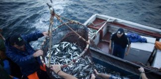 Governo dos Açores implementa medidas proporcionais e adaptadas à situação do setor das pescas