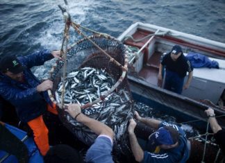 Governo dos Açores implementa medidas proporcionais e adaptadas à situação do setor das pescas
