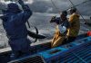 COVID-19 – Fundopesca acionado pela segunda vez devido a quebra de rendimentos dos pescadores DR