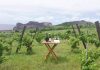 Destaque para vinhos do Pico e do Faial – Enólogos rendidos a produção da Adega do Vulcão DR