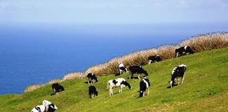 Assembleia da República – Deputados do PS manifestam preocupação com promoção dos produtos dos Açores e abastecimento alimentar DR