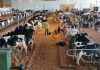 Governo dos Açores anuncia cancelamento de eventos relacionados com a agricultura