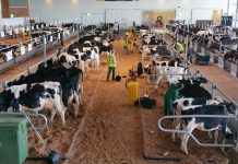 Governo dos Açores anuncia cancelamento de eventos relacionados com a agricultura