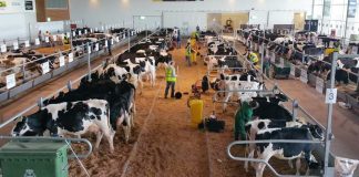 Governo dos Açores anuncia cancelamento de eventos relacionados com a agricultura