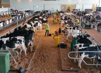 Governo dos Açores anuncia cancelamento de eventos relacionados com a agricultura