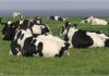 Governo dos Açores abre candidaturas para 540 direitos de acesso ao prémio à vaca aleitante