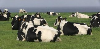 Governo dos Açores abre candidaturas para 540 direitos de acesso ao prémio à vaca aleitante