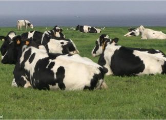 Governo dos Açores abre candidaturas para 540 direitos de acesso ao prémio à vaca aleitante