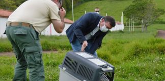 Parque Natural do Faial – Centros de reabilitação dos Açores já acolheram quase mil aves selvagens DR