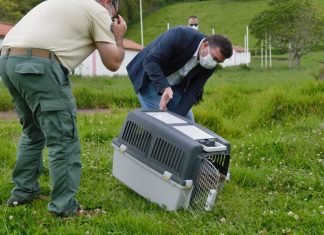 Parque Natural do Faial – Centros de reabilitação dos Açores já acolheram quase mil aves selvagens DR