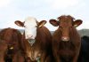 Preço do leite mantêm-se, carne desce mas pouco – Setor agrícola faialense defende melhores apoios e desburocratização DR