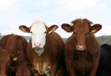 Preço do leite mantêm-se, carne desce mas pouco – Setor agrícola faialense defende melhores apoios e desburocratização DR