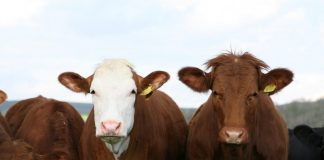 Preço do leite mantêm-se, carne desce mas pouco – Setor agrícola faialense defende melhores apoios e desburocratização DR