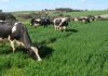 Governo dos Açores está fortemente empenhado na sustentabilidade do setor leiteiro em São Jorge