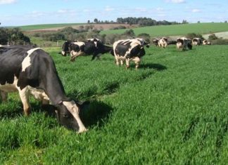 Governo dos Açores está fortemente empenhado na sustentabilidade do setor leiteiro em São Jorge
