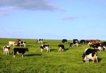 Governo dos Açores lança proposta para reconversão de explorações de produção de leite em carne de bovino