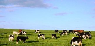 Governo dos Açores lança proposta para reconversão de explorações de produção de leite em carne de bovino