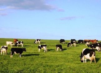 Governo dos Açores lança proposta para reconversão de explorações de produção de leite em carne de bovino