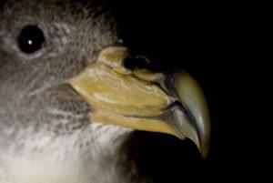 DR